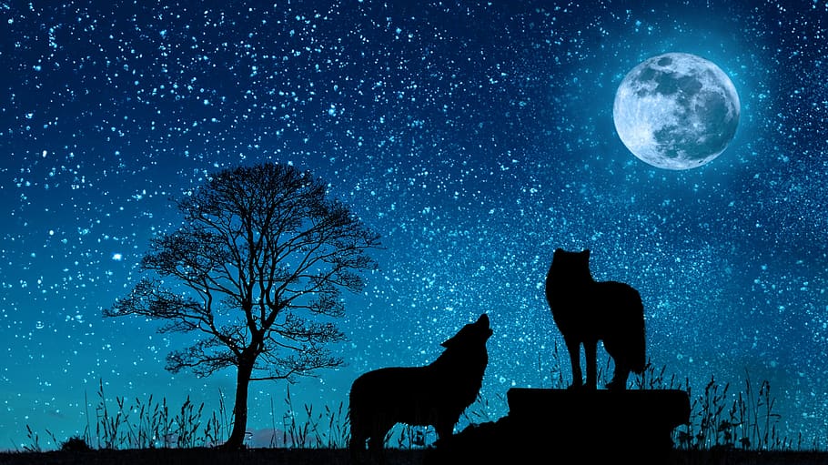 sky, dark, night, moon, moonlight, wolf, tree, roar, animation, HD wallpaper