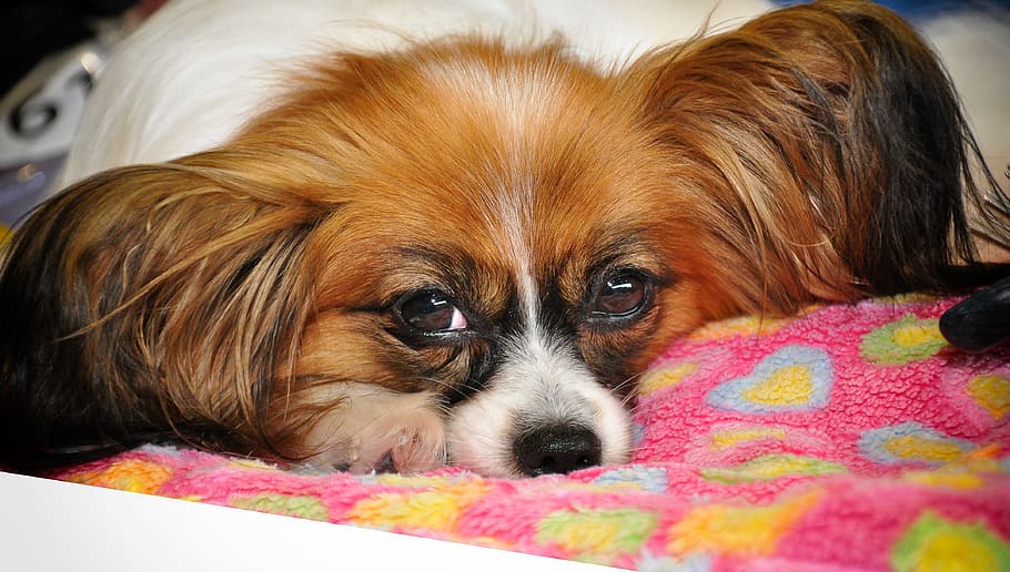 papillon, dog, small, pet, dog breed, animal, nature, small dog HD wallpaper
