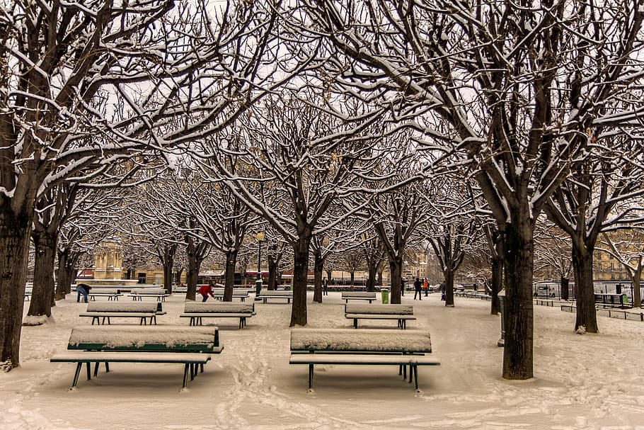 tree, winter, snow, park, cold, garden, snowy branches, landscape HD wallpaper
