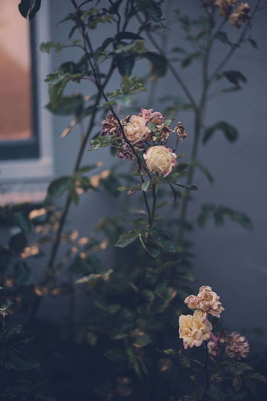 flower, yellow, plant, flowering plant, fragility, vulnerability HD wallpaper
