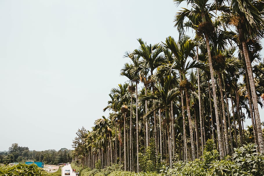 palm trees under gray sky, plant, india, kodagu, forest, outdoors HD wallpaper