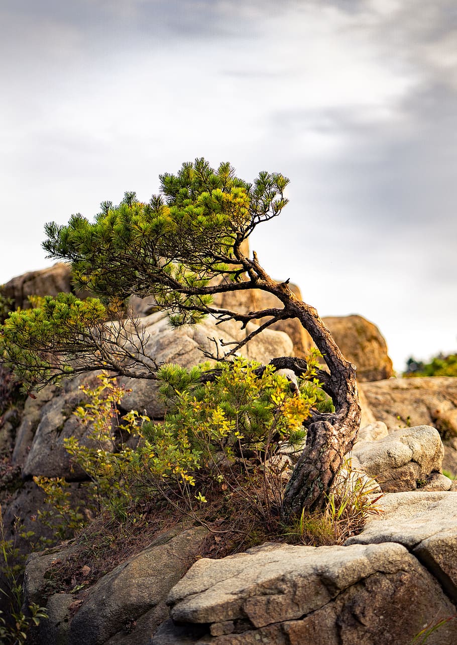 tree, rock, sky, stone, mountain, autumn, fall, cloud, nature HD wallpaper