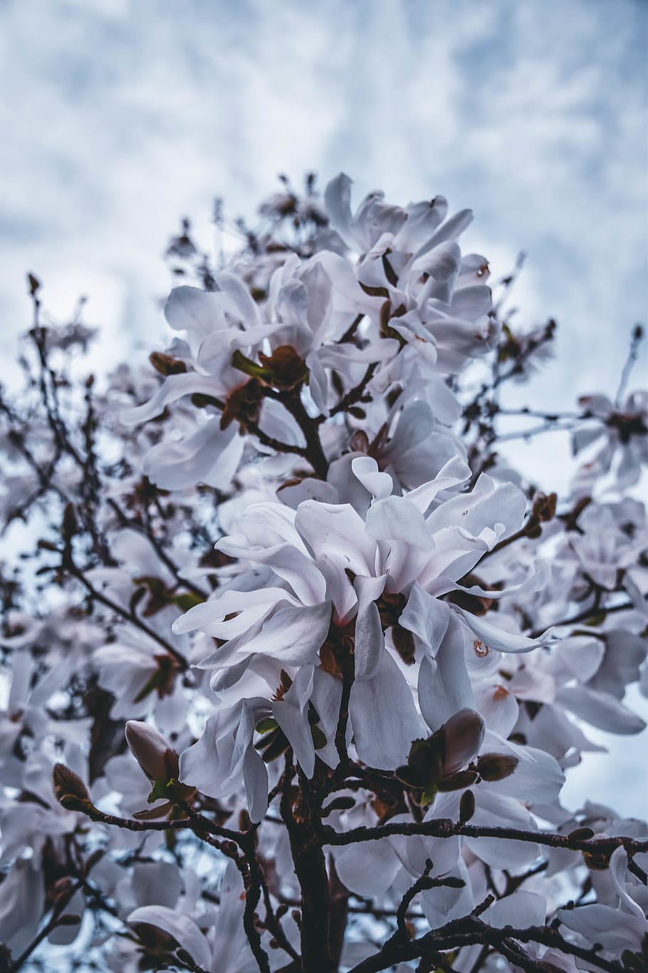 austria, wiesing, clouds, nature, pink, bloom, flower, spring HD wallpaper