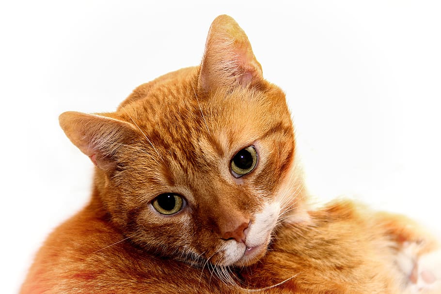 cat, red, mackerel, pet, domestic cat, animal, fur, cat face HD wallpaper