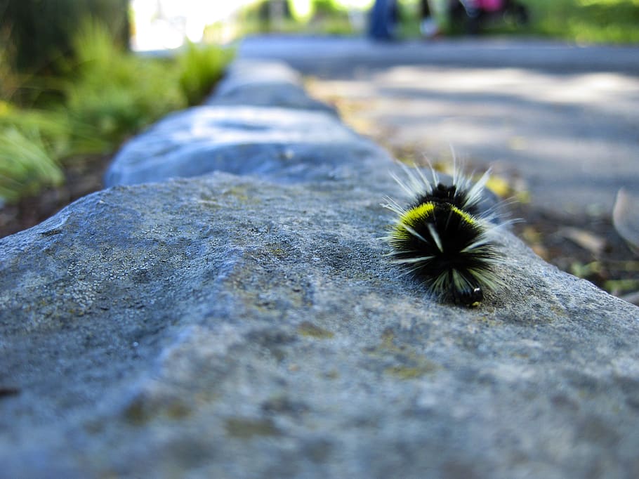 HD wallpaper united states, san francisco, bug, bugs, moth