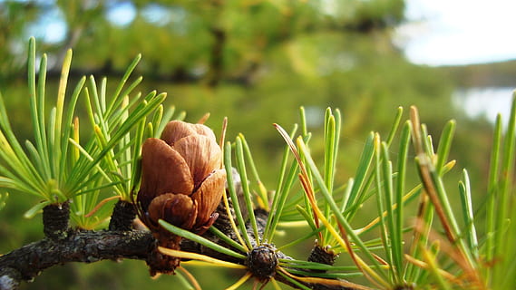 larch, cone, tree, branch, conifers, larix, pinaceae, laricoideae HD wallpaper