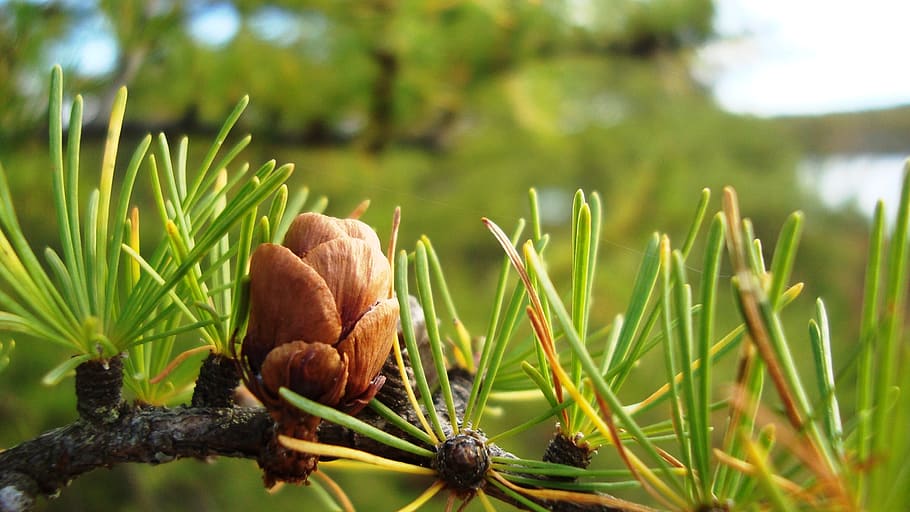 larch, cone, tree, branch, conifers, larix, pinaceae, laricoideae HD wallpaper