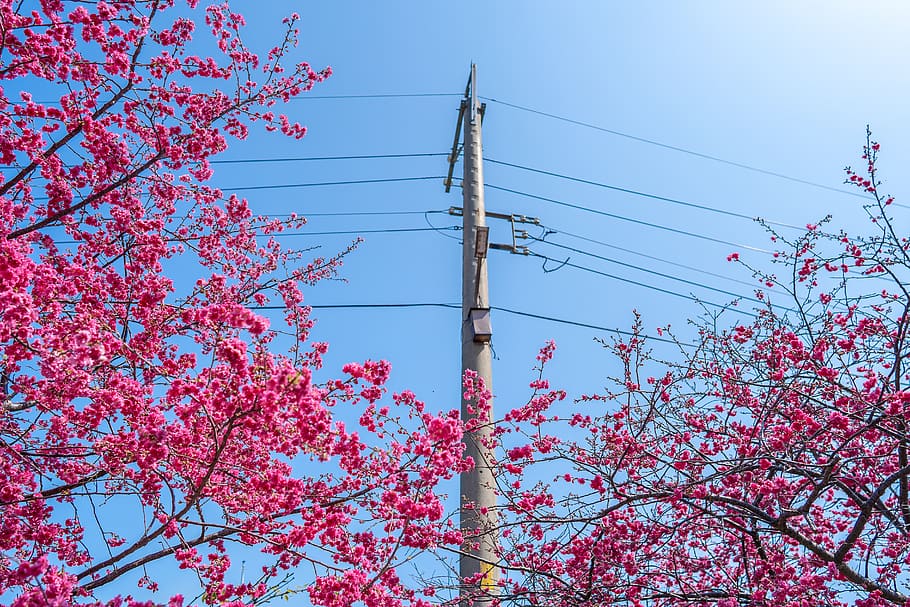 low angle view, sky, tree, plant, branch, nature, cable, clear sky HD wallpaper