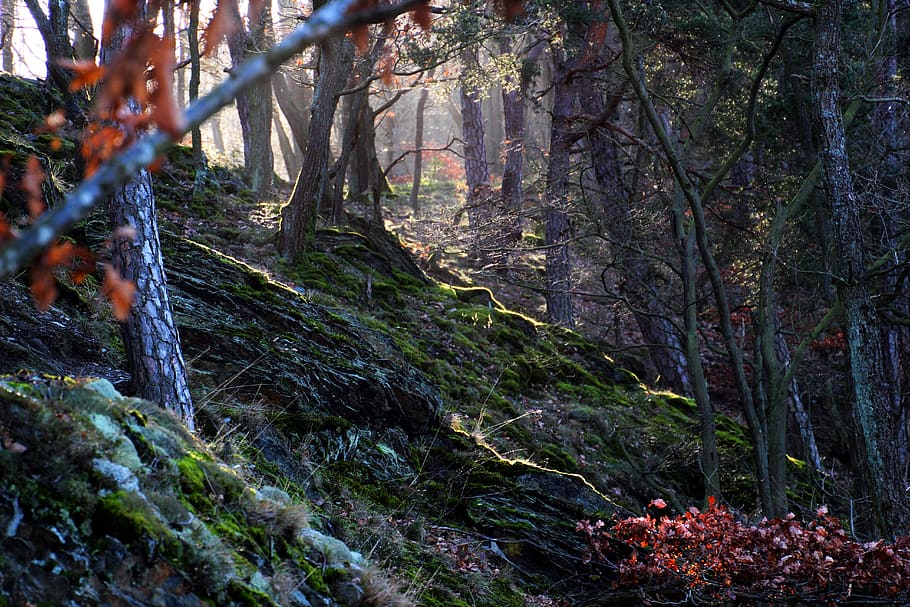 forest, light, morning, winter, tree, plant, land, growth, tree trunk HD wallpaper