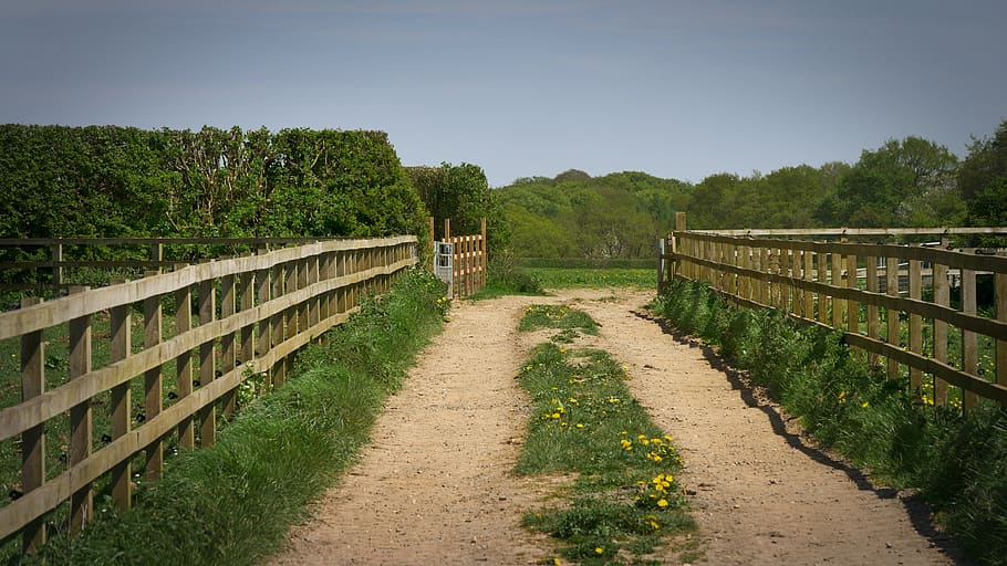 united kingdom, plant, footpath, tree, the way forward, sky HD wallpaper