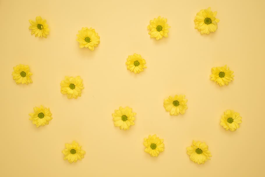 Yellow Daisies Laid on Yellow Surface, art, background, collection HD wallpaper