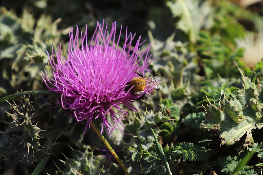 flower, bee, insect, plant, close up, flora, purple, animal HD wallpaper