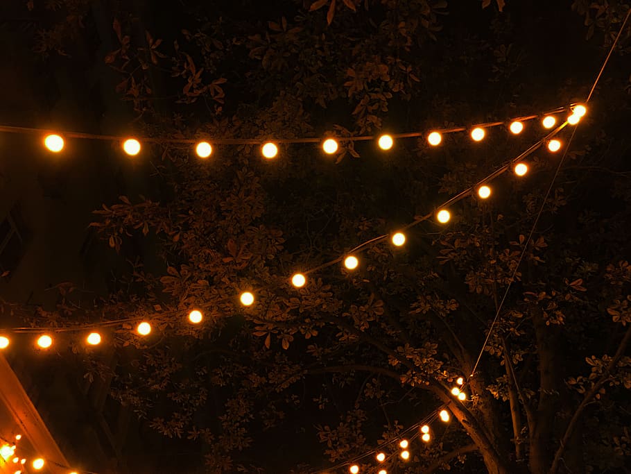 illuminated, night, plant, no people, tree, lighting equipment HD wallpaper