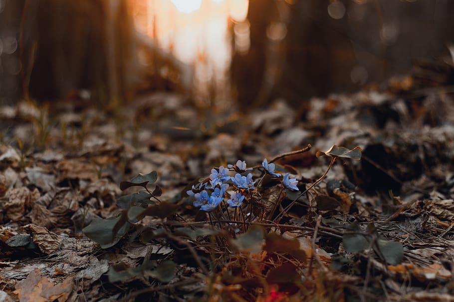blue-petaled flowers, land, nature, leaf, plant, plant part, day HD wallpaper