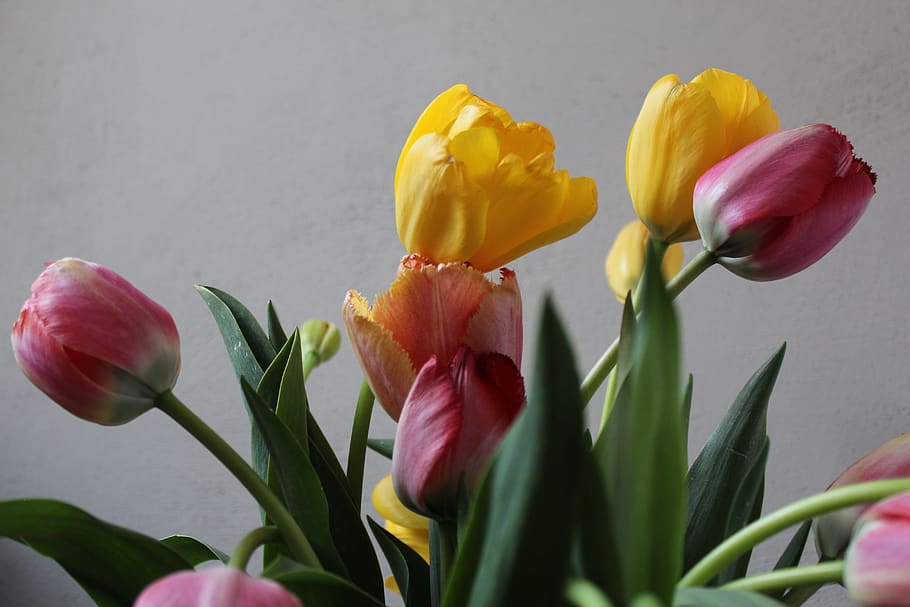 colorful, tulip bouquet, spring, easter, flowers, flowering plant HD wallpaper