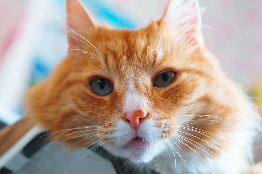 cat, house, ginger, fur, kitten, red, home, pet, puppy, hair, HD wallpaper