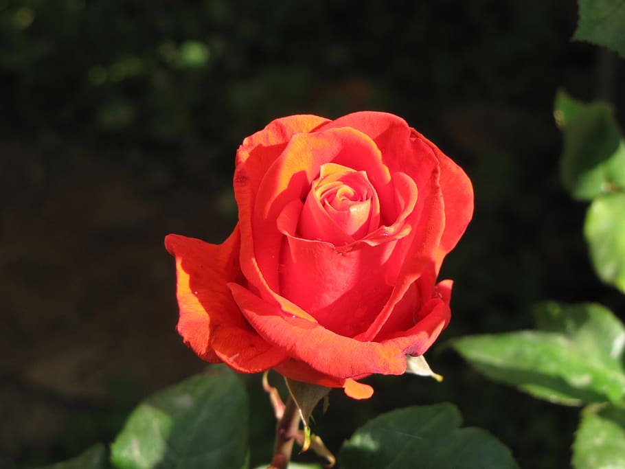 greece, attica, flowering plant, rose, rose - flower, petal HD wallpaper
