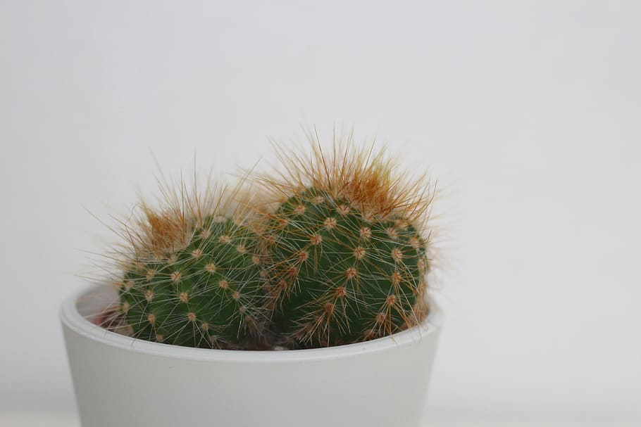 Cactus up. Цветы колючие в горшке. Колючее растение в горшке.