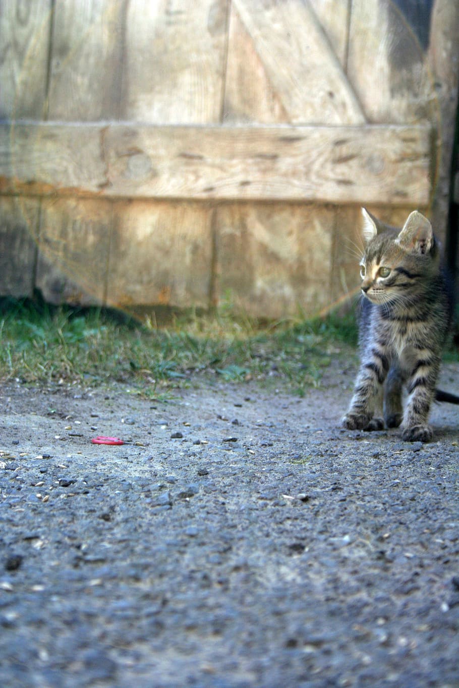 kitten, mammal, cat, one animal, domestic, pets, feline, domestic animals HD wallpaper