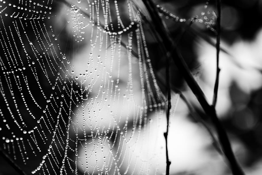 cobweb, spider web, nature, drop, wet, close-up, water, focus on foreground HD wallpaper