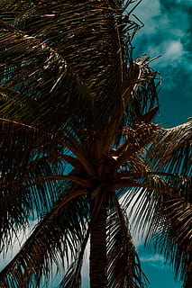 tree, palm tree, summer, arecaceae, plant, tropical, nature HD wallpaper