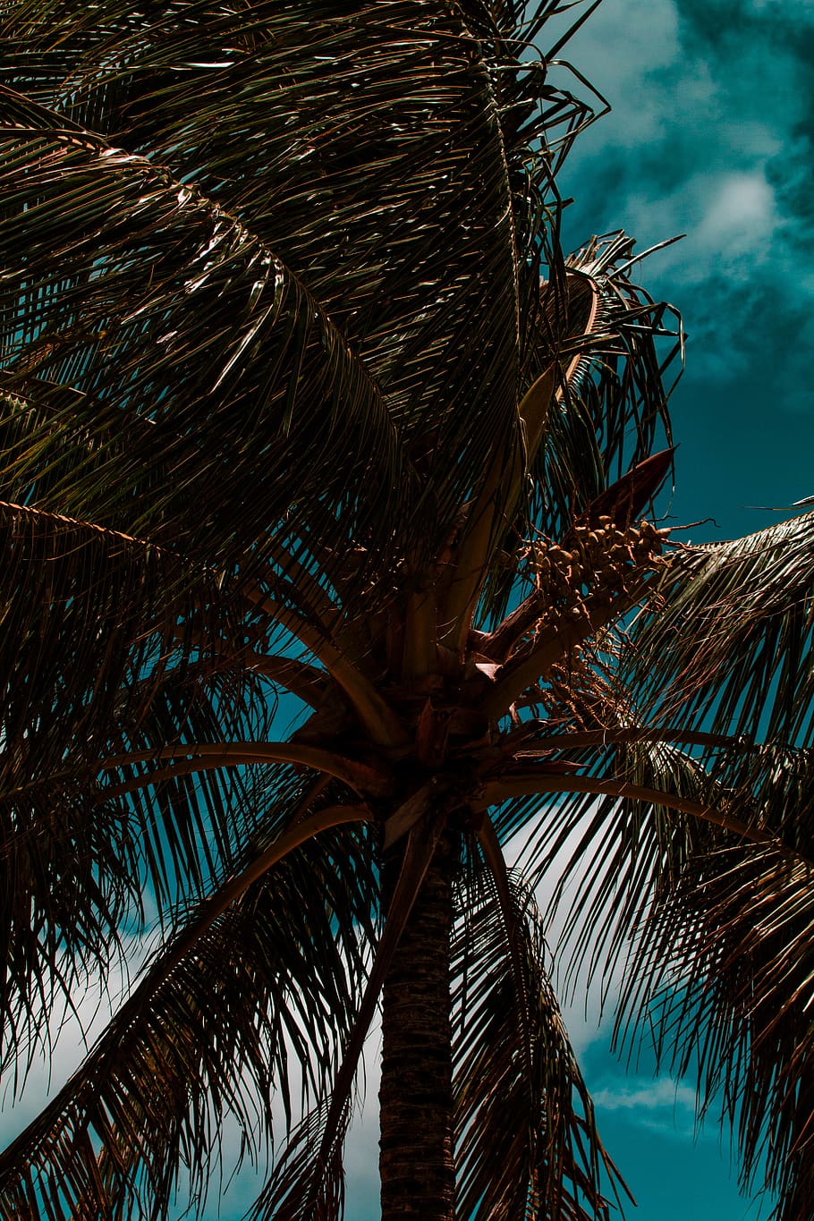 tree, palm tree, summer, arecaceae, plant, tropical, nature HD wallpaper