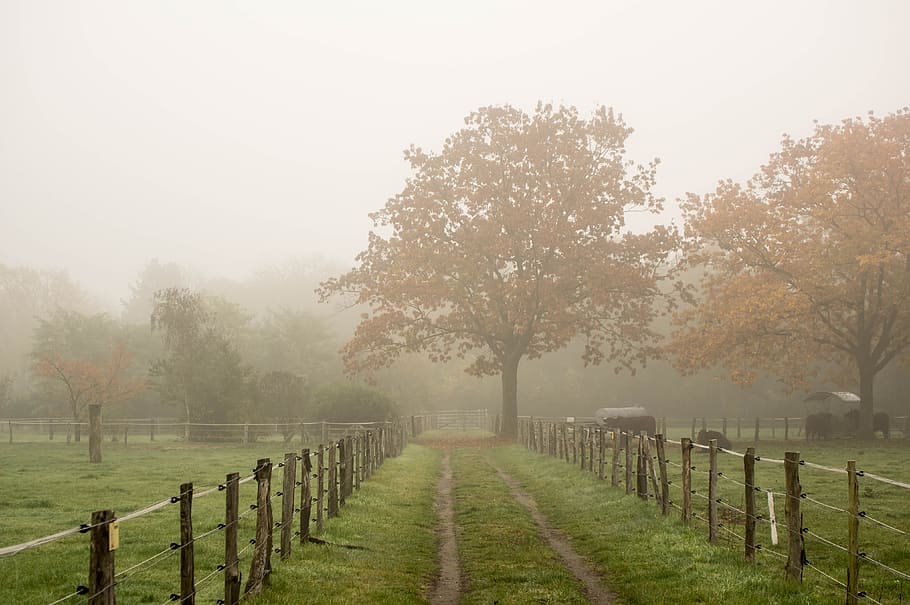 fence, fog, tree, landscape, grass, nature, park, morning mist HD wallpaper