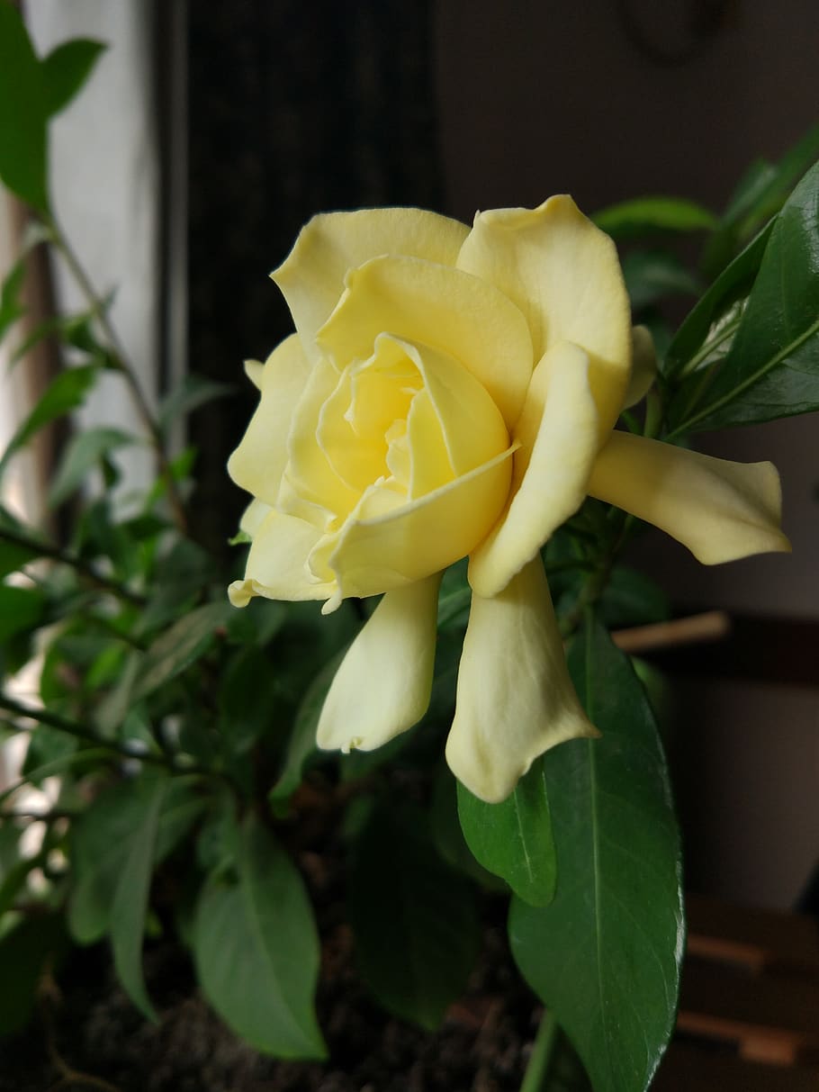 china, hangzhou, plant, beauty in nature, flowering plant, vulnerability HD wallpaper