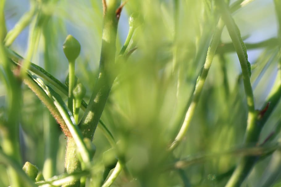 canada, montreal, plant, green color, growth, close-up, selective focus HD wallpaper