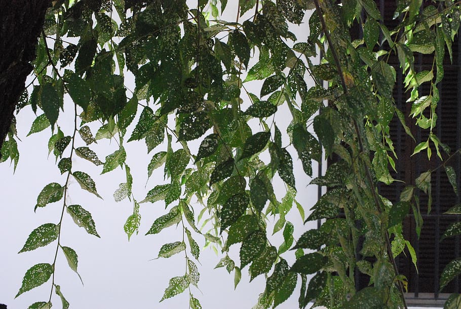aracena, spain, arbol, tree, andalucia, detalle, detail, verde HD wallpaper