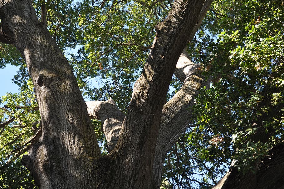 trees, sky, plant, trunk, tree trunk, low angle view, growth HD wallpaper