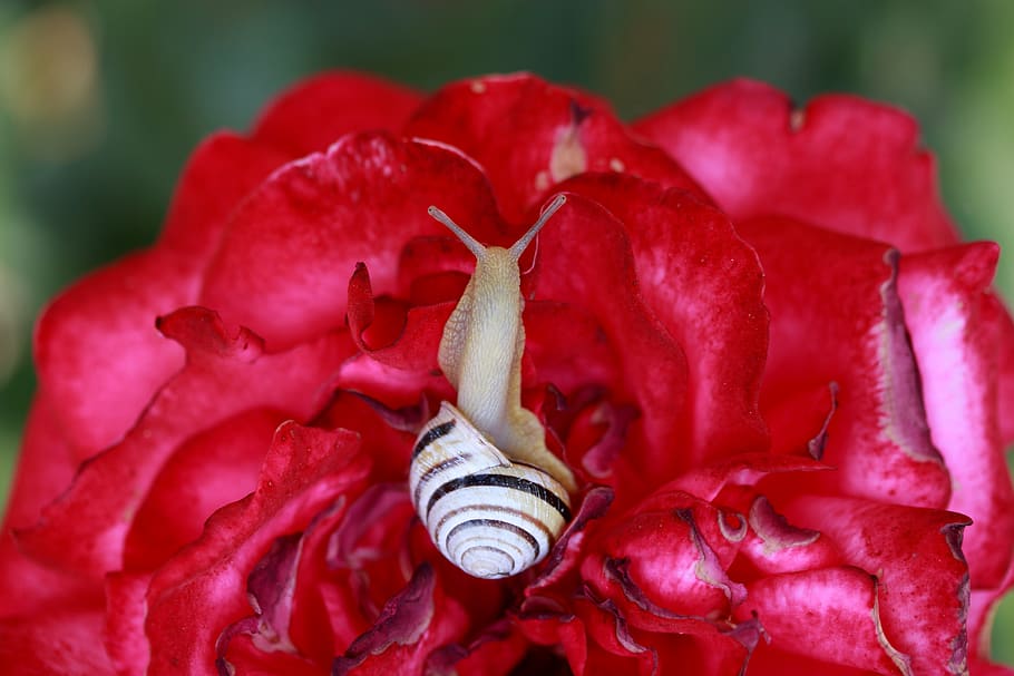 snail, shell, rose, red, garden, flower, close-up, freshness HD wallpaper