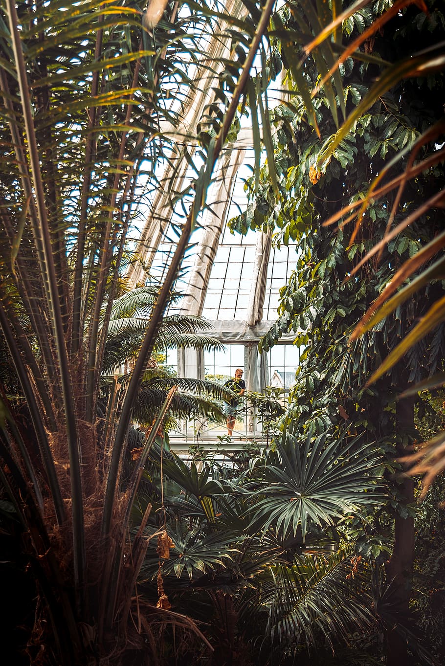 man leaning on gray pillar, plant, botanisk have, denmark, københavn HD wallpaper