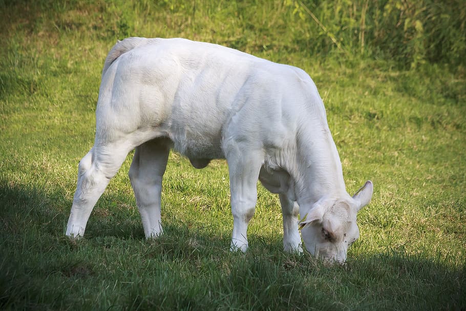 calf, beef, race, cattle, animal, pasture, nature, meadow, rural HD wallpaper