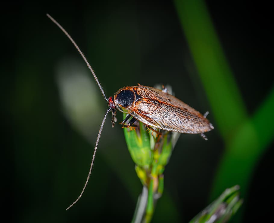 cockroach, insect, macro, mustache, blade of grass, long, one animal HD wallpaper
