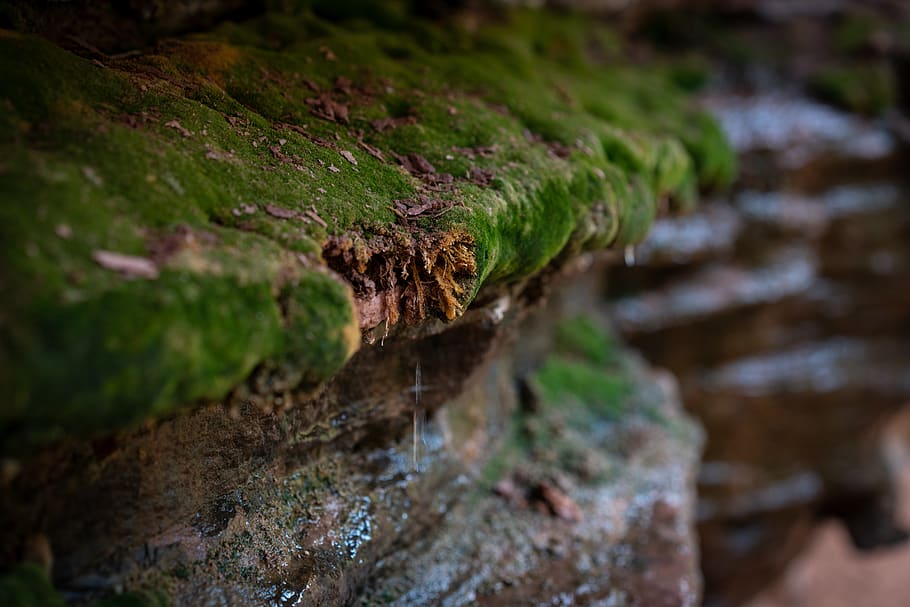 united states, moab, moss, selective focus, close-up, plant HD wallpaper