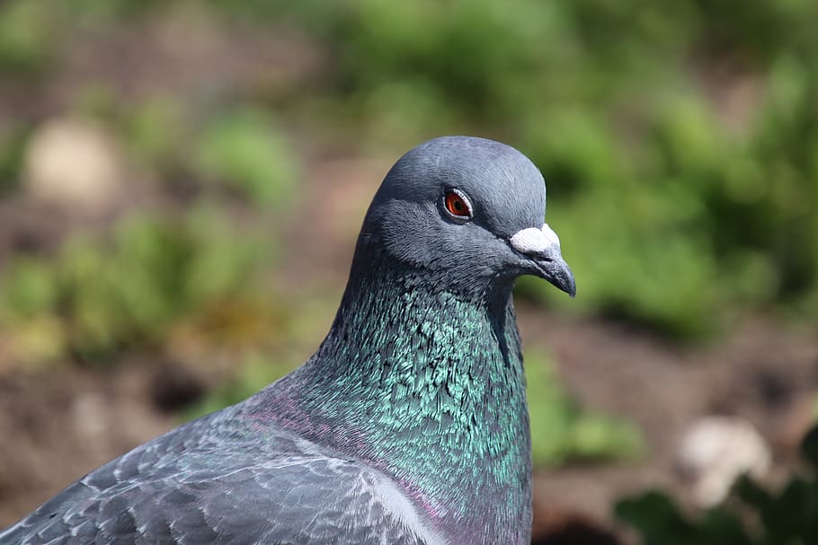 pigeon, feathers, beak, bird, animal, birds, wings, sweetness HD wallpaper