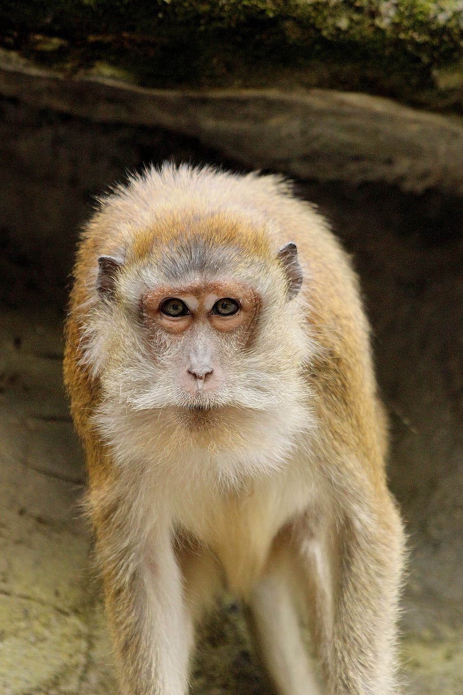 monkey, portrait, furry, zoo, mammals, primates, animals, animal wildlife HD wallpaper
