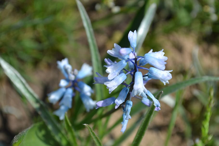 spring, flowers, flora, blue, botanica, nature, bloom, flowering plant HD wallpaper