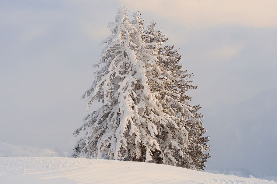 tree, snow, winter, sunset, evening, fir, snowy, cold, zing HD wallpaper