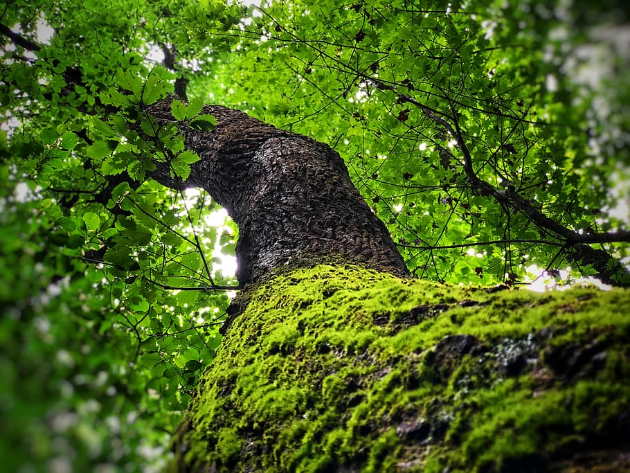 green-leafed tree during daytime, plant, tree trunk, bird, animal HD wallpaper