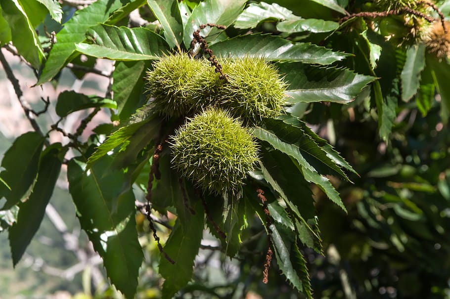 chestnuts, fall, quills, bug, growth, plant, green color, leaf HD wallpaper