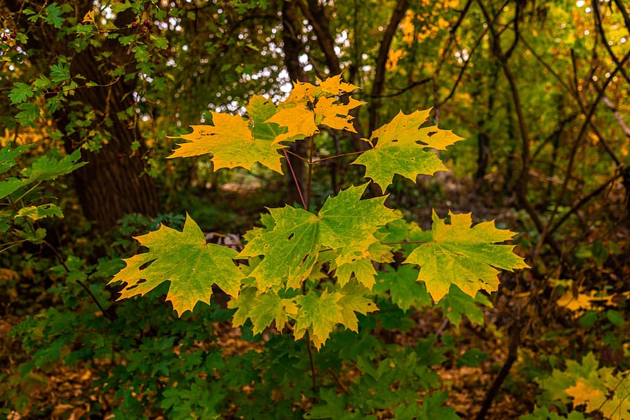 leaves, maple leaf, autumn, nature, maple leaves, fall foliage HD wallpaper