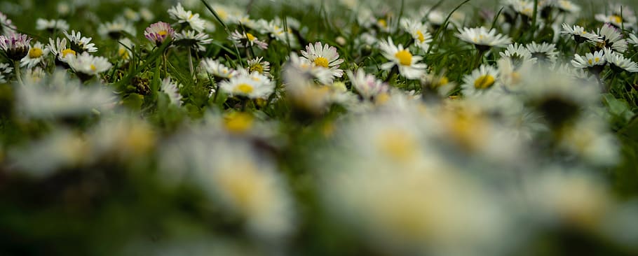 flower, selective focus, flowering plant, growth, freshness HD wallpaper