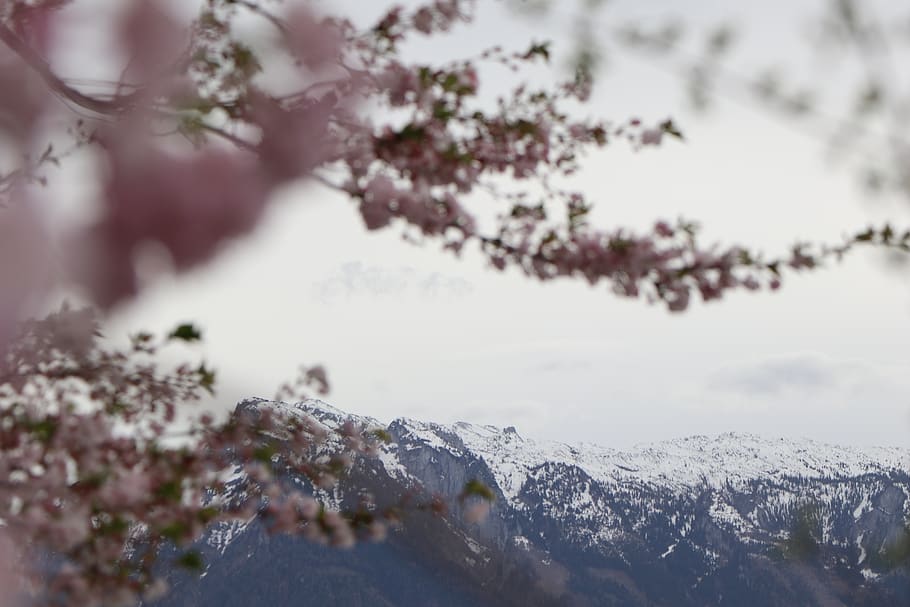 pink flowers, plant, cherry blossom, outdoors, nature, ice, salzburg HD wallpaper
