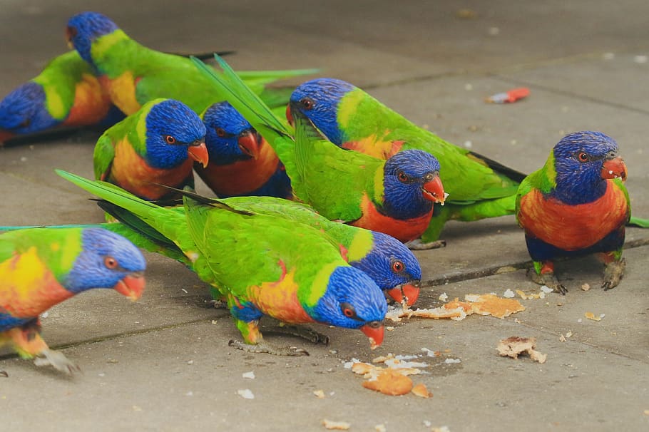 animal, bird, macaw, parrot, fowl, chicken, poultry, parakeet, HD wallpaper