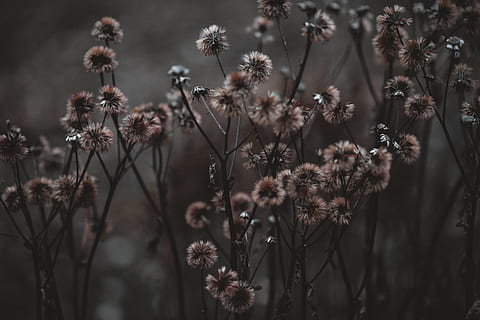 white petaled flowers, plant, blossom, dandelion, weed, daisies HD wallpaper