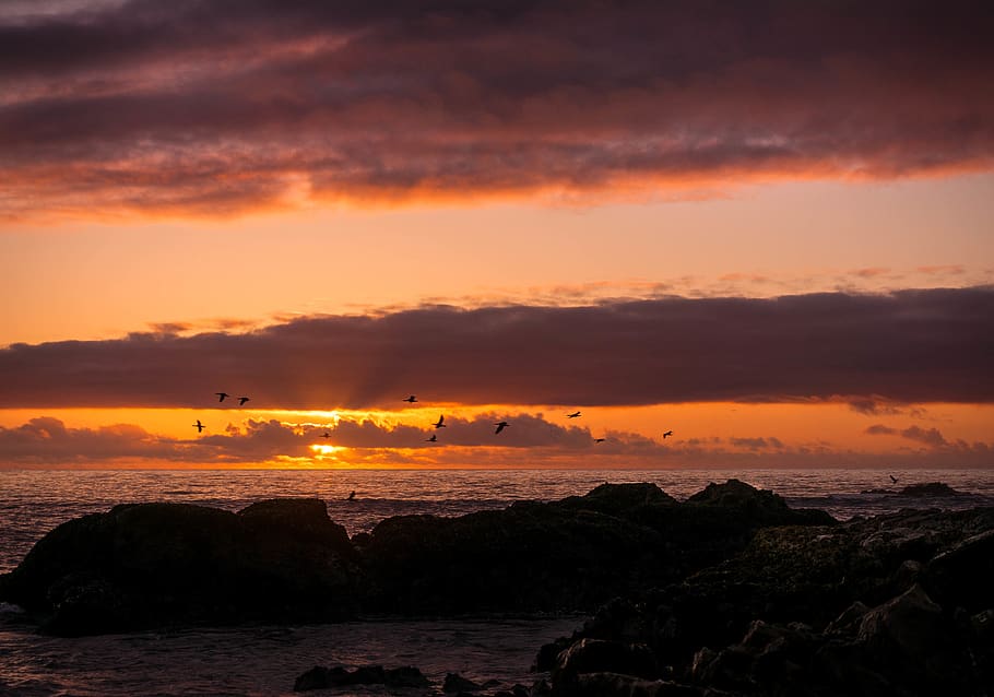 sky, sunset, clouds, ocean, ocean view, water, waves, bird HD wallpaper