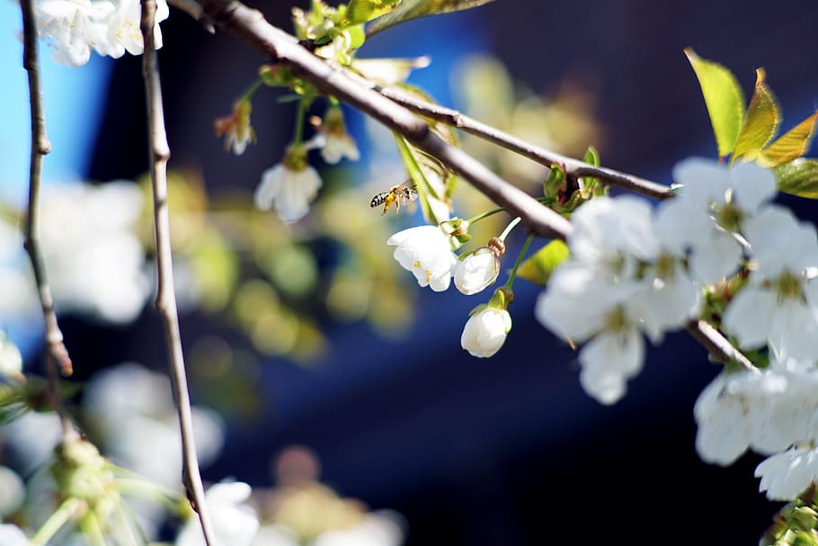 cherry, blossom, spring, bee, nature, tree, branch, blooming HD wallpaper