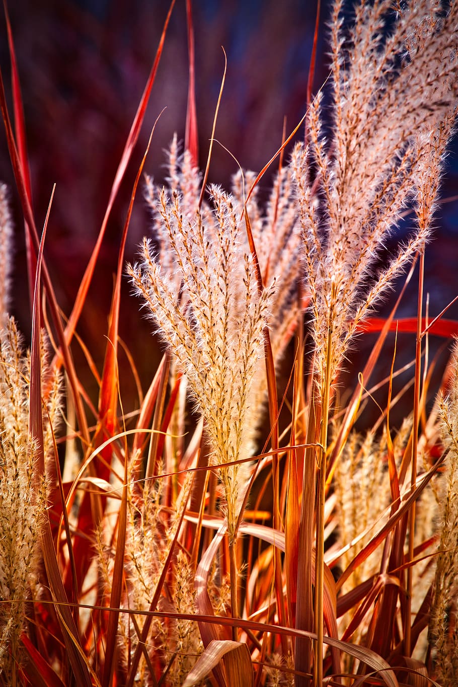 grasses, light, autumn, mood, sunlight, atmosphere, atmospheric HD wallpaper
